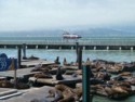 Sea lions with a boat in the background